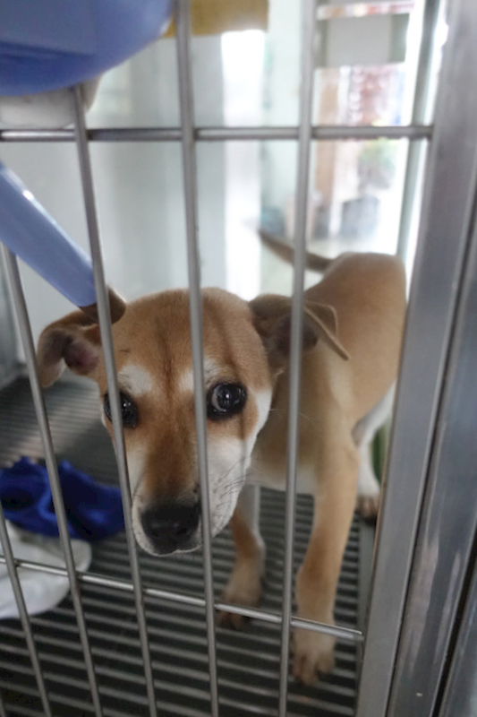 宜蘭縣流浪動物中途之家,編號:456412, 混種犬          