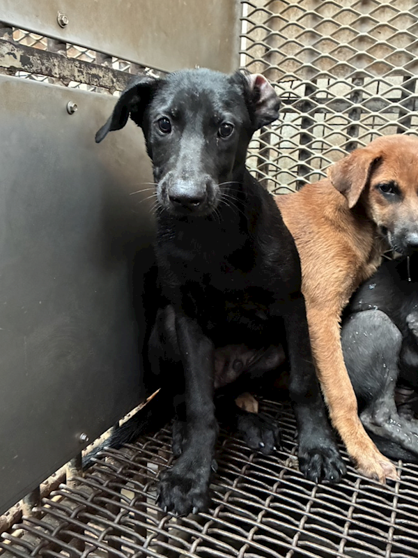 彰化縣流浪狗中途之家,編號:456132, 混種犬          