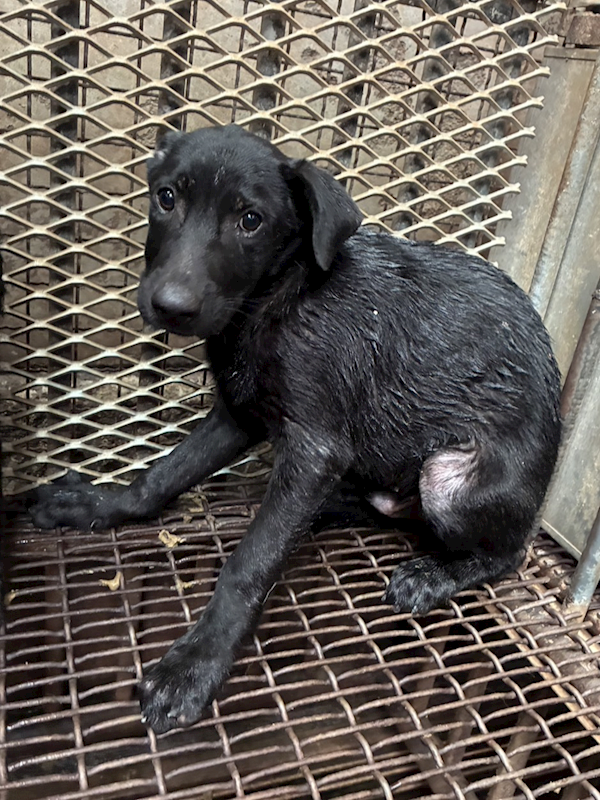 彰化縣流浪狗中途之家,編號:456134, 混種犬          