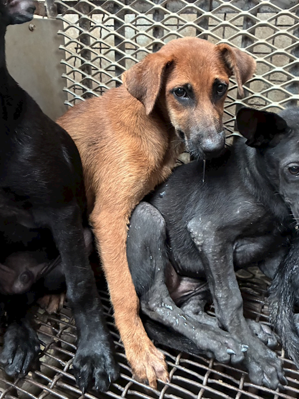 彰化縣流浪狗中途之家,編號:456136, 混種犬          