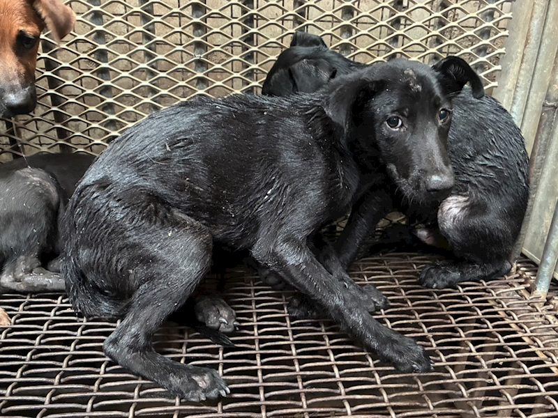彰化縣流浪狗中途之家,編號:456138, 混種犬          