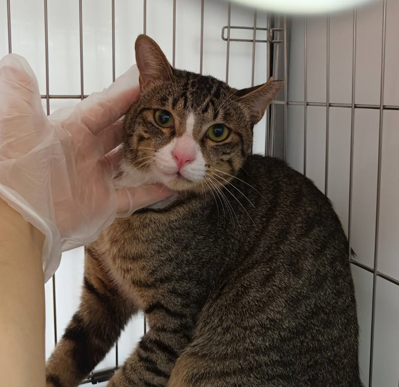 新北市板橋區公立動物之家,編號:456400, 混種貓                 