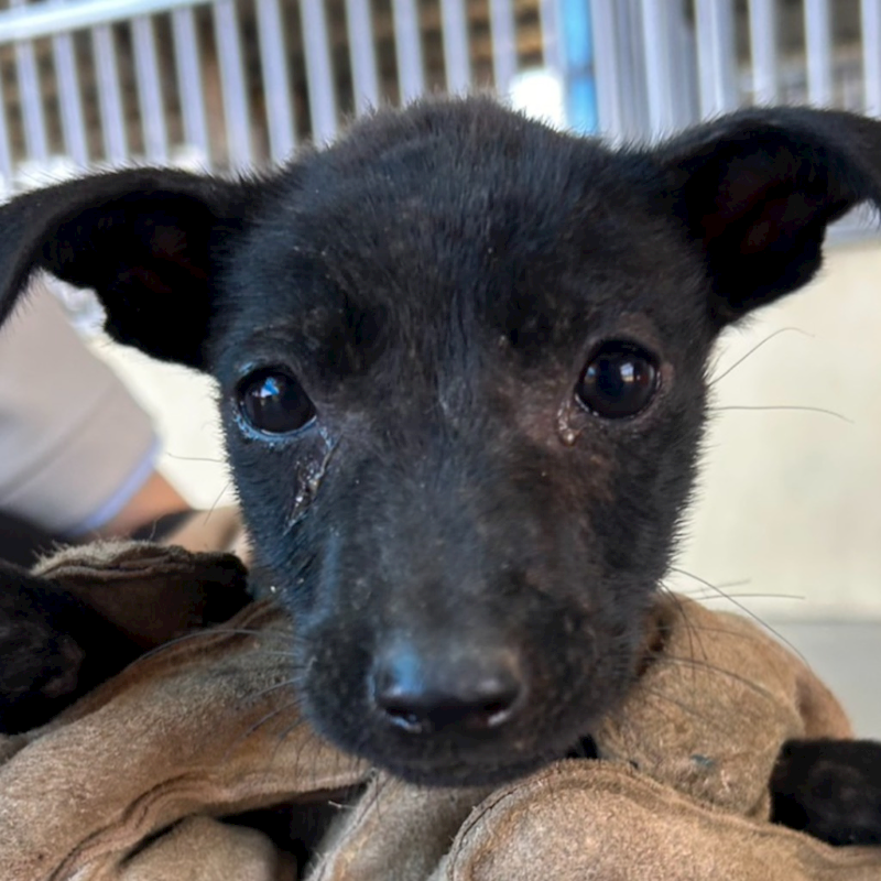 澎湖縣流浪動物收容中心,編號:456360, 混種犬          