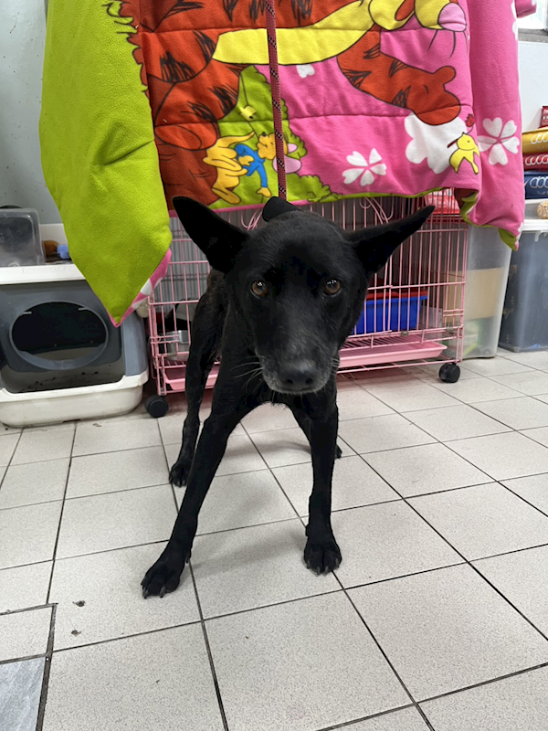 彰化縣流浪狗中途之家,編號:455522, 混種犬          