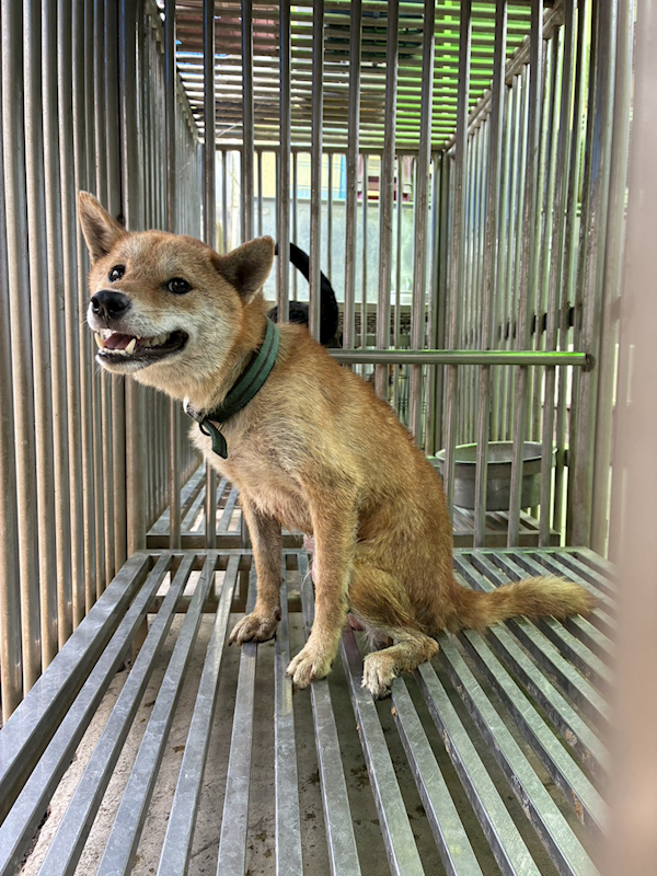 彰化縣流浪狗中途之家,編號:456107, 混種犬          