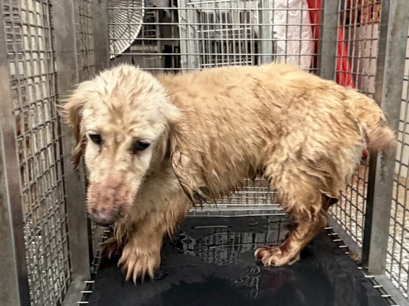 高雄市壽山動物保護教育園區,編號:456486, 臘腸犬