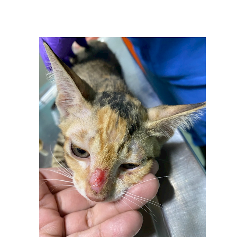 臺南市動物之家善化站,編號:456485, 混種貓                 
