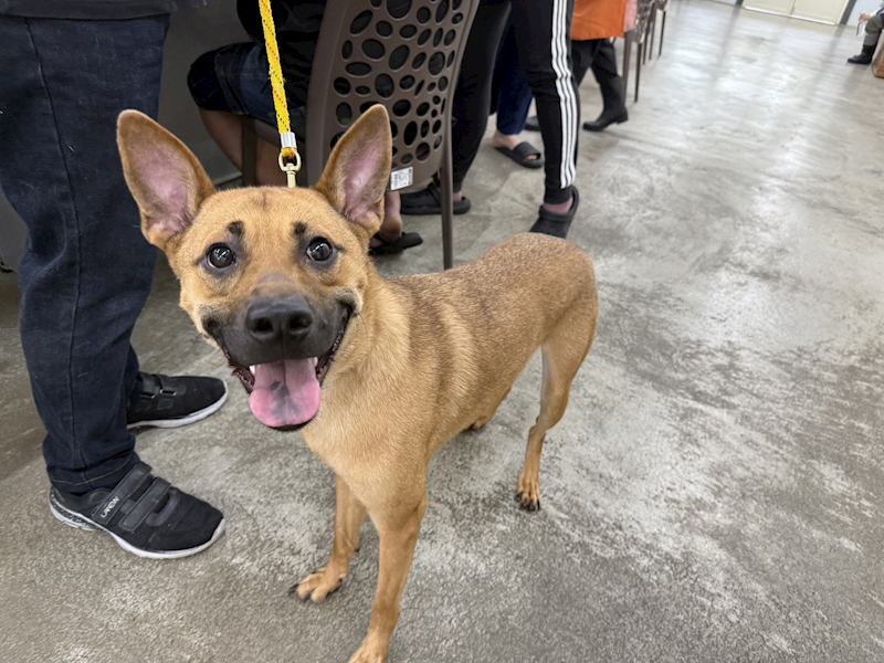 臺北市動物之家,編號:456448, 混種犬          