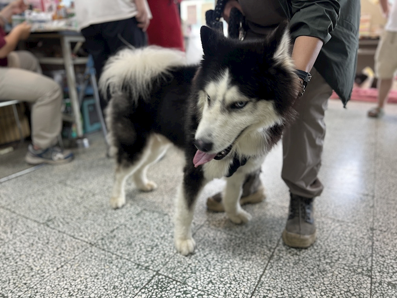 桃園市動物保護教育園區,編號:456441, 哈士奇(西伯利亞雪橇犬)