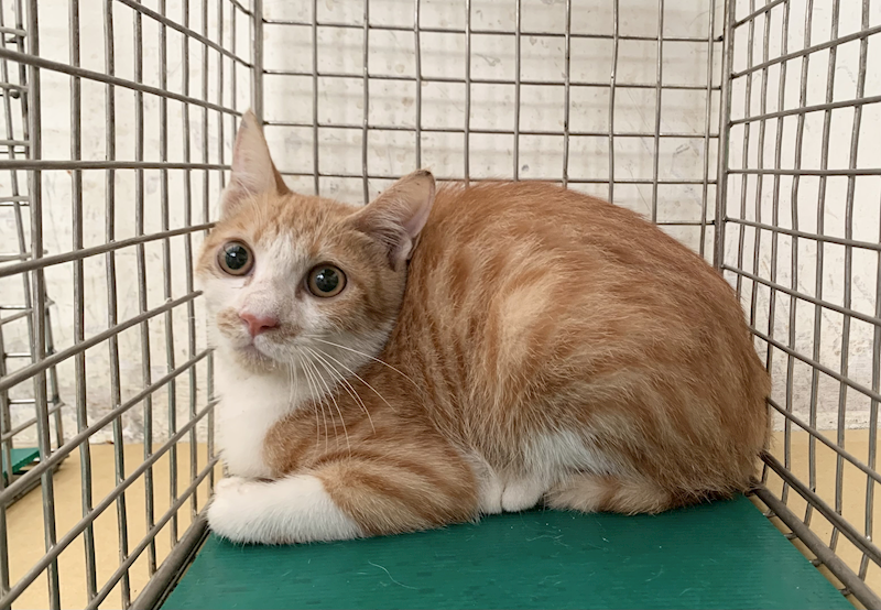 臺北市動物之家,編號:455410, 混種貓                 