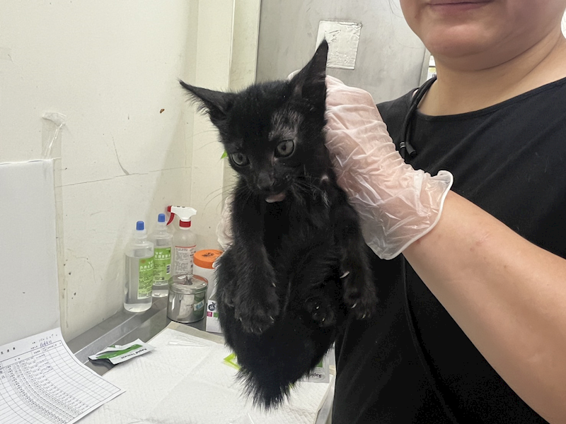 臺北市動物之家,編號:456493, 混種貓                 