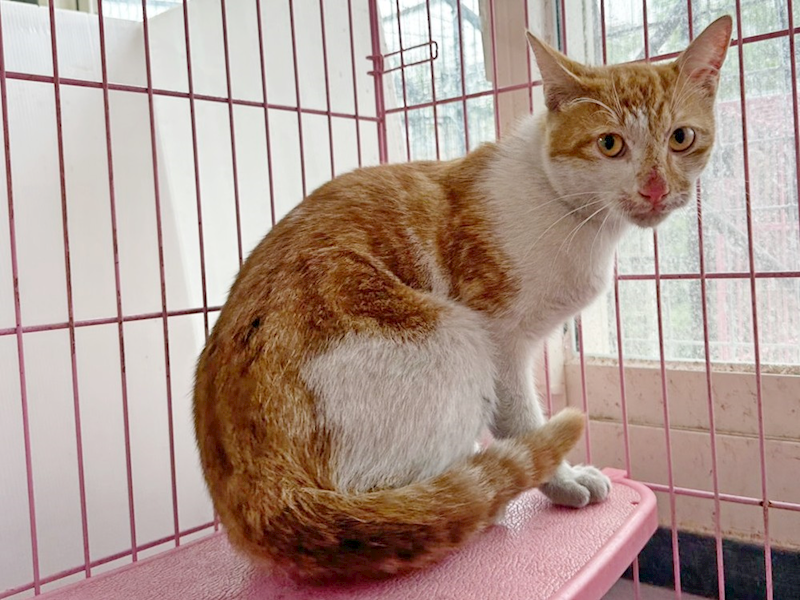 臺北市動物之家,編號:450175, 混種貓                 