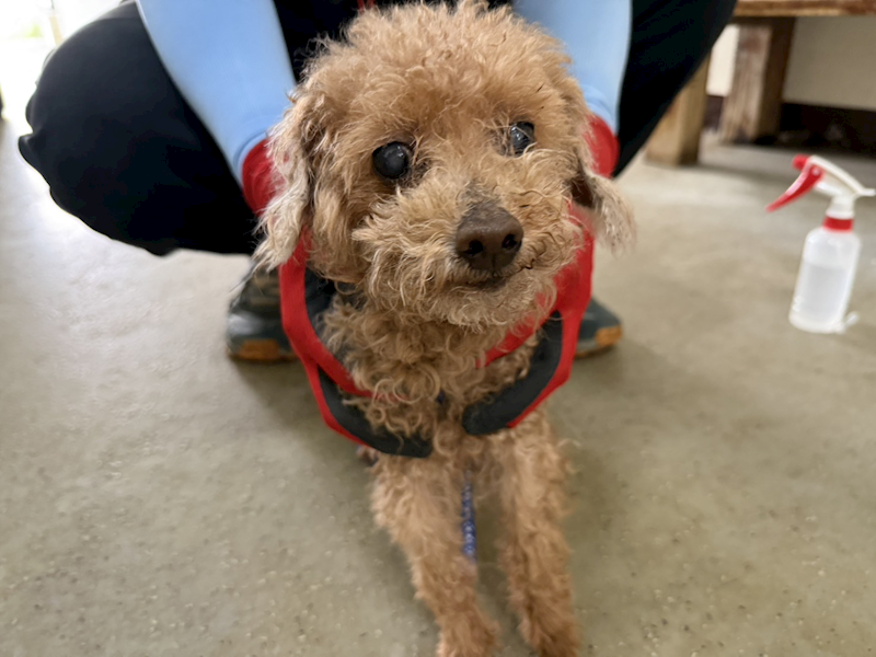 桃園市動物保護教育園區,編號:452580, 貴賓犬        
