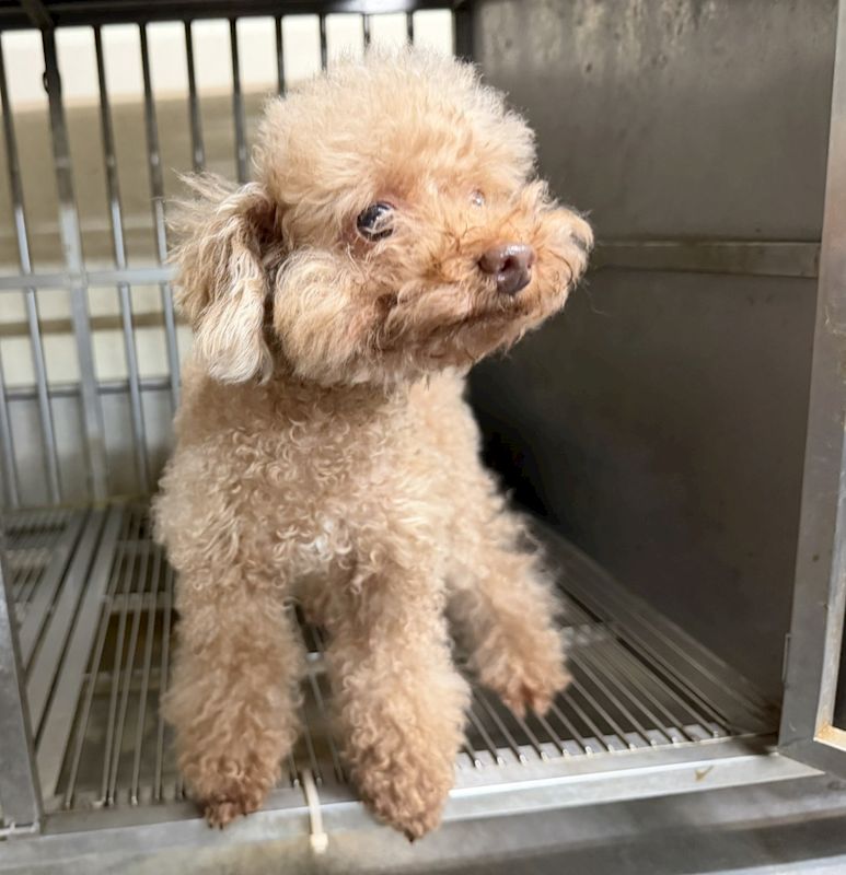 桃園市動物保護教育園區,編號:456492, 貴賓犬        