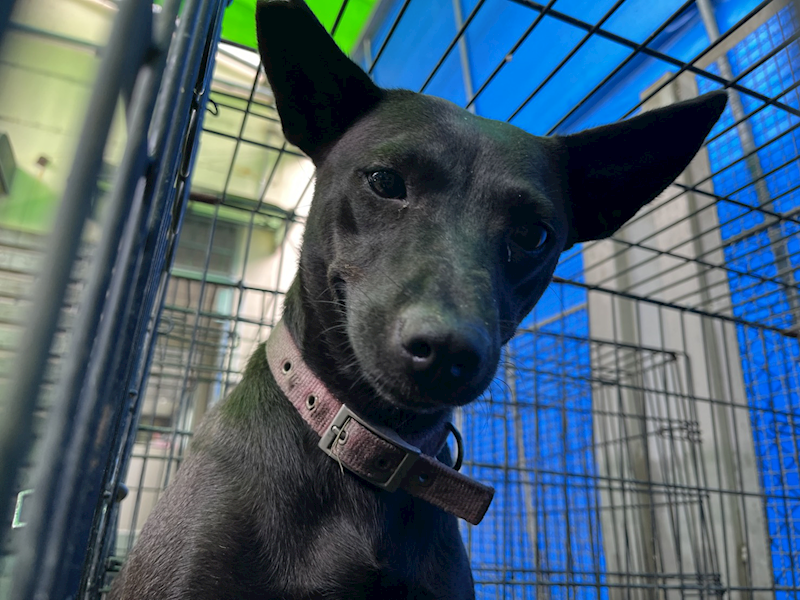 彰化縣流浪狗中途之家,編號:456532, 混種犬          
