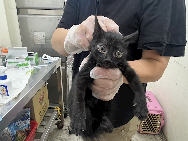臺北市動物之家,編號:456494, 混種貓                 
