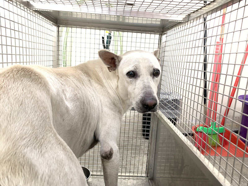 臺北市動物之家,編號:442793, 混種犬          