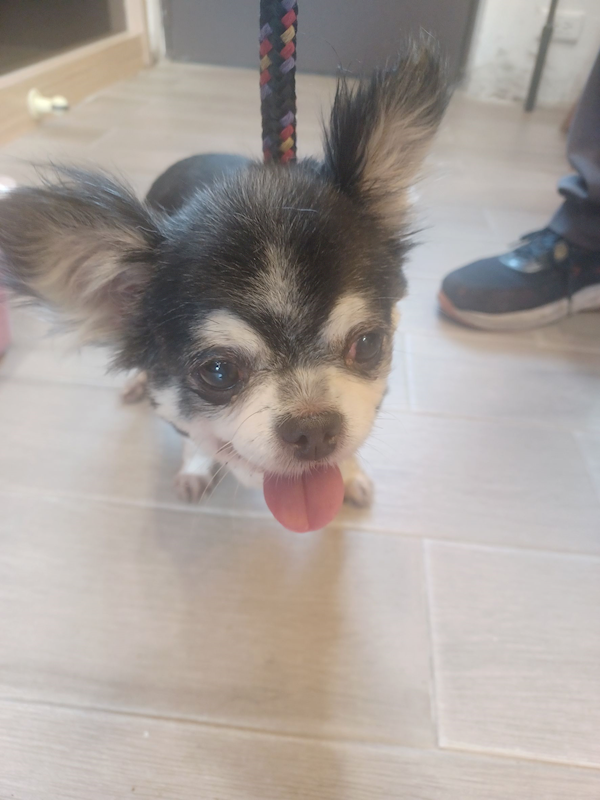 新北市中和區公立動物之家,編號:456648, 吉娃娃犬