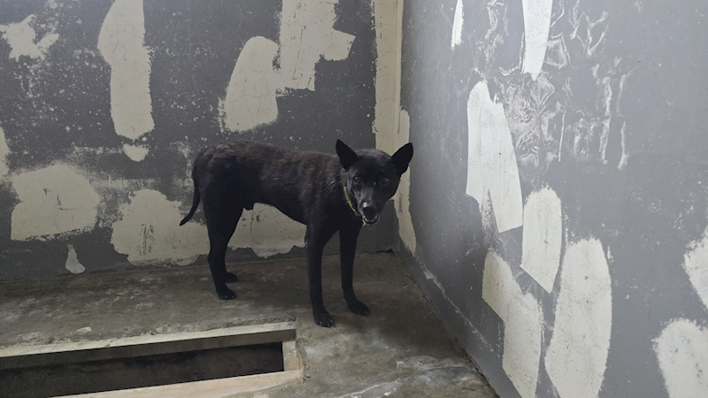 新竹市動物保護教育園區,編號:456422, 混種犬          