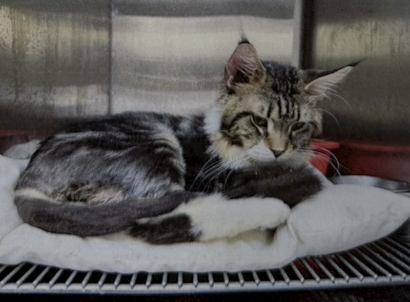 桃園市動物保護教育園區,編號:455799, 緬因貓                 