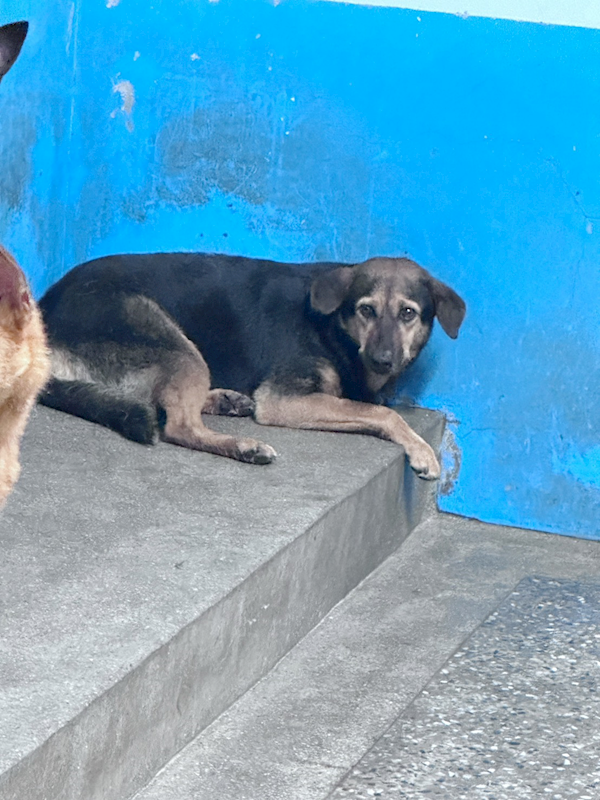 苗栗縣動物保護教育園區,編號:456556, 混種犬          