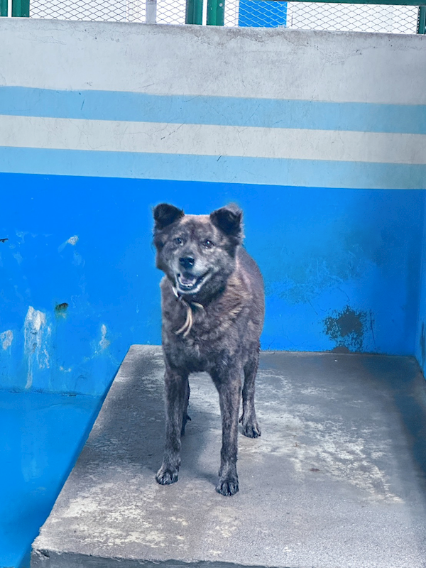 苗栗縣動物保護教育園區,編號:456551, 混種犬          