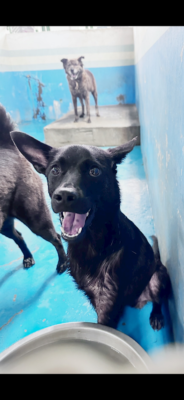 苗栗縣動物保護教育園區,編號:456549, 混種犬          
