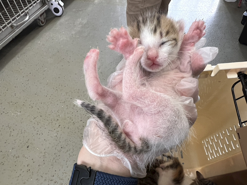 桃園市動物保護教育園區,編號:446506, 混種貓                 