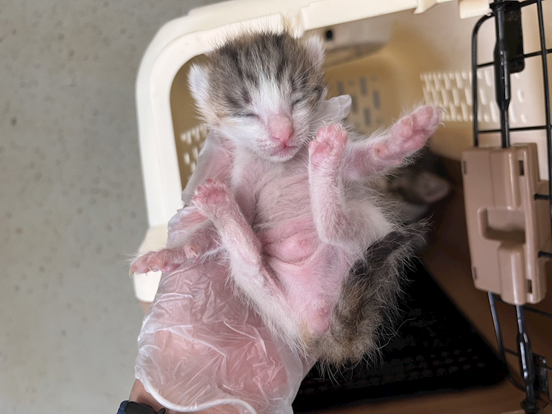 桃園市動物保護教育園區,編號:446505, 混種貓                 