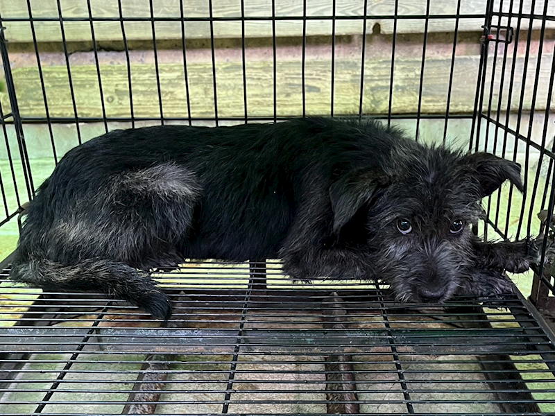 彰化縣流浪狗中途之家,編號:454263, 混種犬          