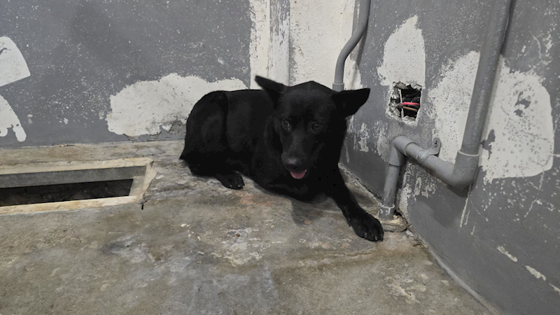 新竹市動物保護教育園區,編號:455908, 混種犬          