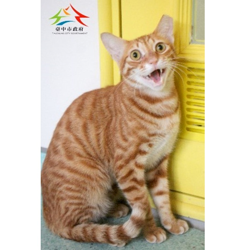 臺中市動物之家后里園區,編號:453225, 混種貓                 