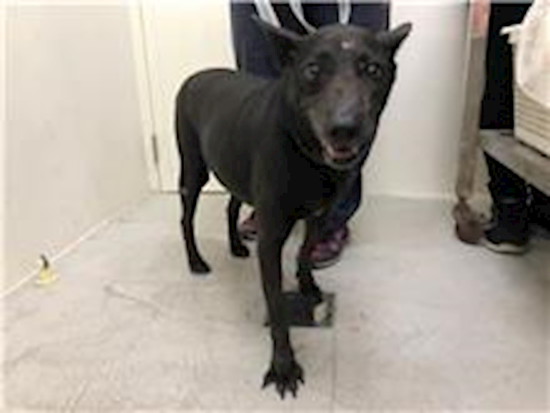 臺北市動物之家,編號:265936, 混種犬          