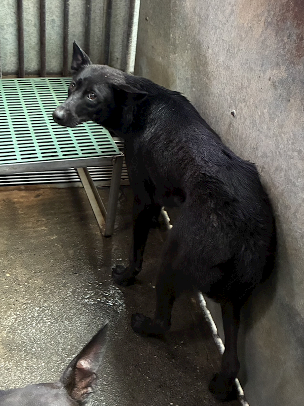 彰化縣流浪狗中途之家,編號:456812, 混種犬          