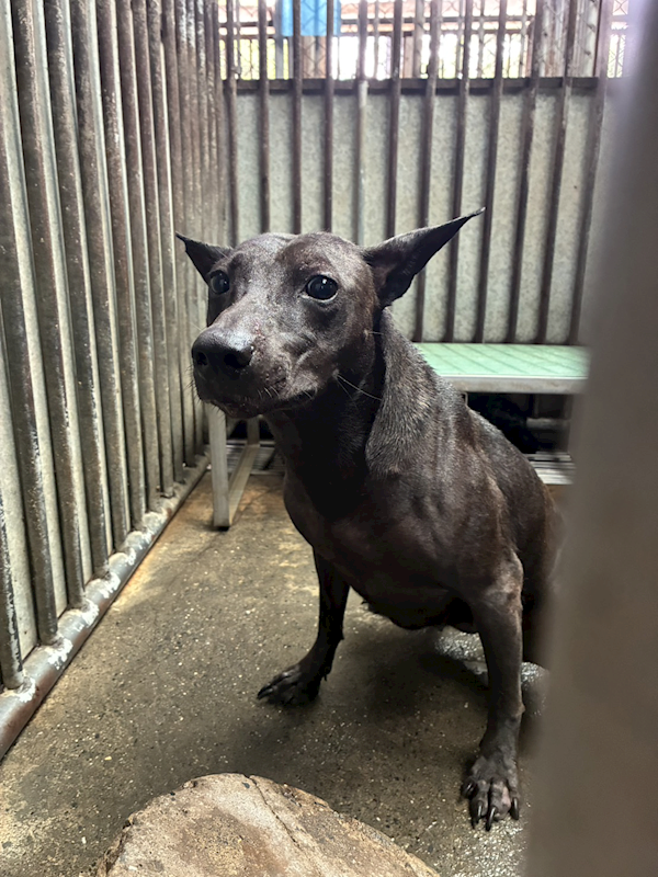 彰化縣流浪狗中途之家,編號:456811, 混種犬          