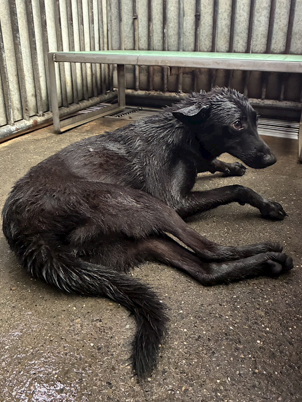 彰化縣流浪狗中途之家,編號:456810, 混種犬          
