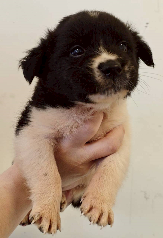 花蓮縣狗貓躍動園區,編號:443241, 混種犬          