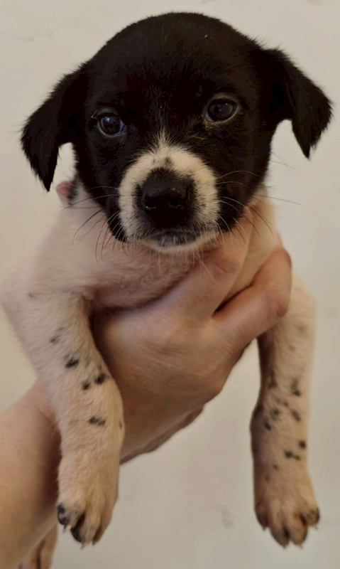 花蓮縣狗貓躍動園區,編號:443243, 混種犬          