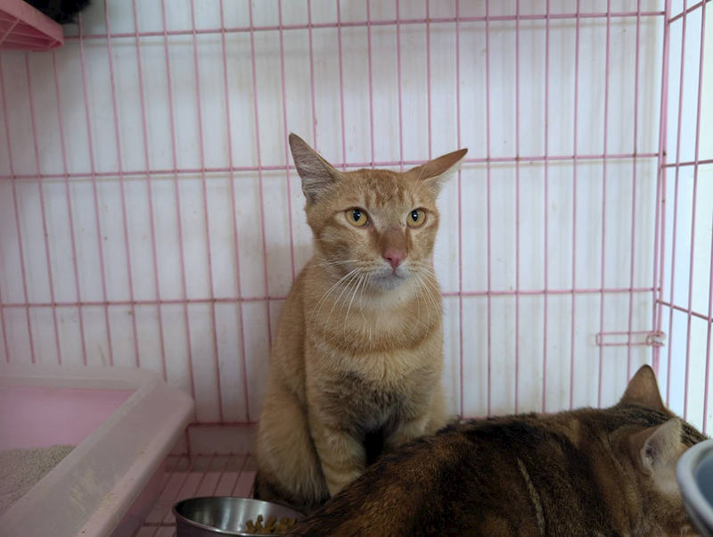 臺北市動物之家,編號:451903, 混種貓                 