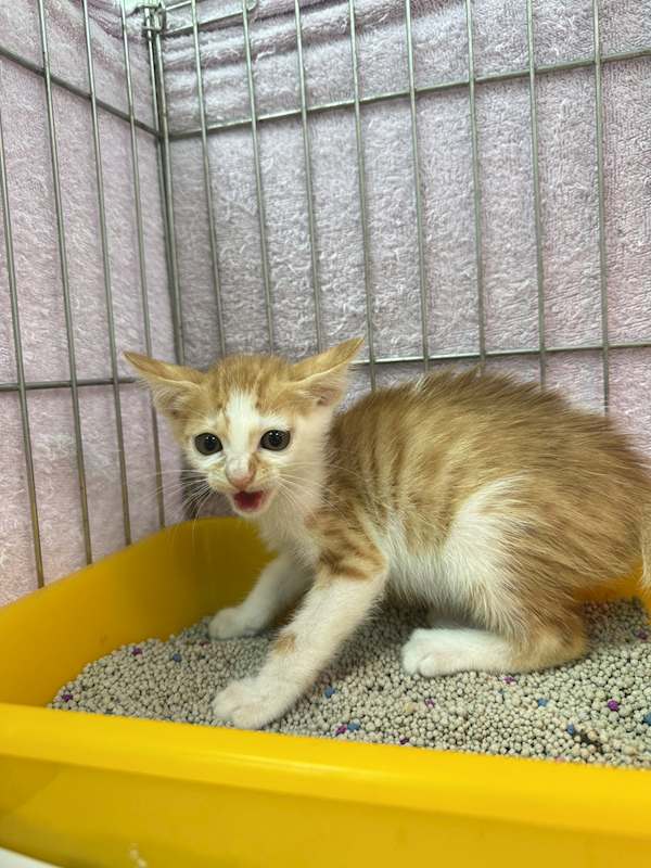 新北市八里區公立動物之家,編號:456783, 混種貓                 
