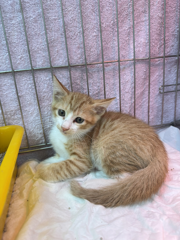 新北市八里區公立動物之家,編號:456780, 混種貓                 