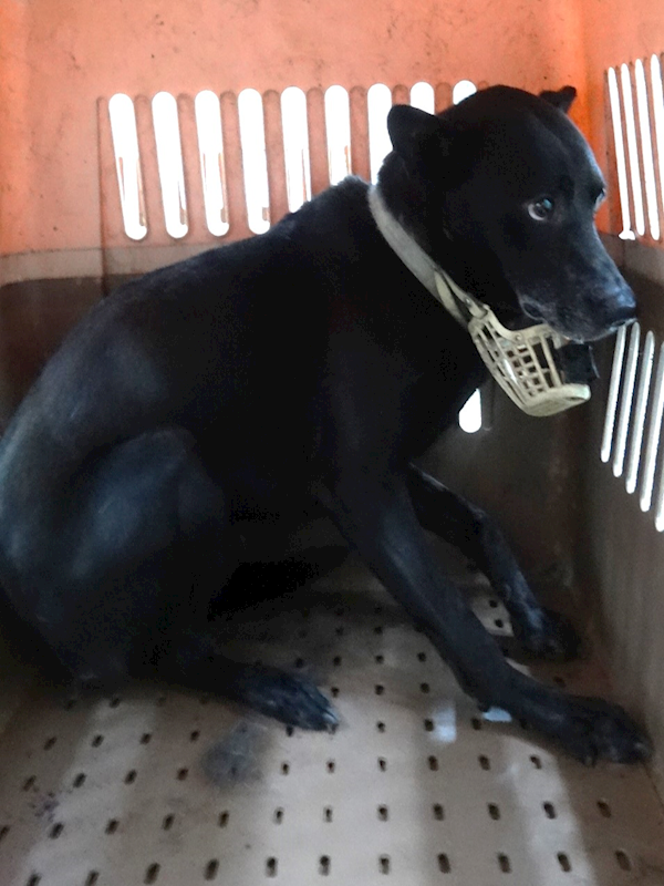 宜蘭縣流浪動物中途之家,編號:456791, 混種犬          