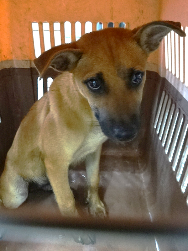 宜蘭縣流浪動物中途之家,編號:456777, 混種犬          