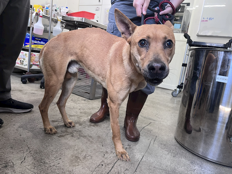 臺北市動物之家,編號:446093, 混種犬          