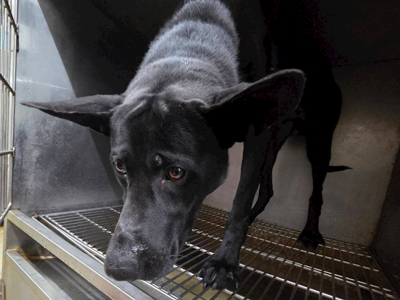 臺北市動物之家,編號:448045, 混種犬          