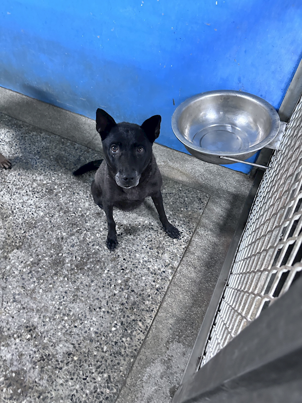 苗栗縣動物保護教育園區,編號:456753, 混種犬          