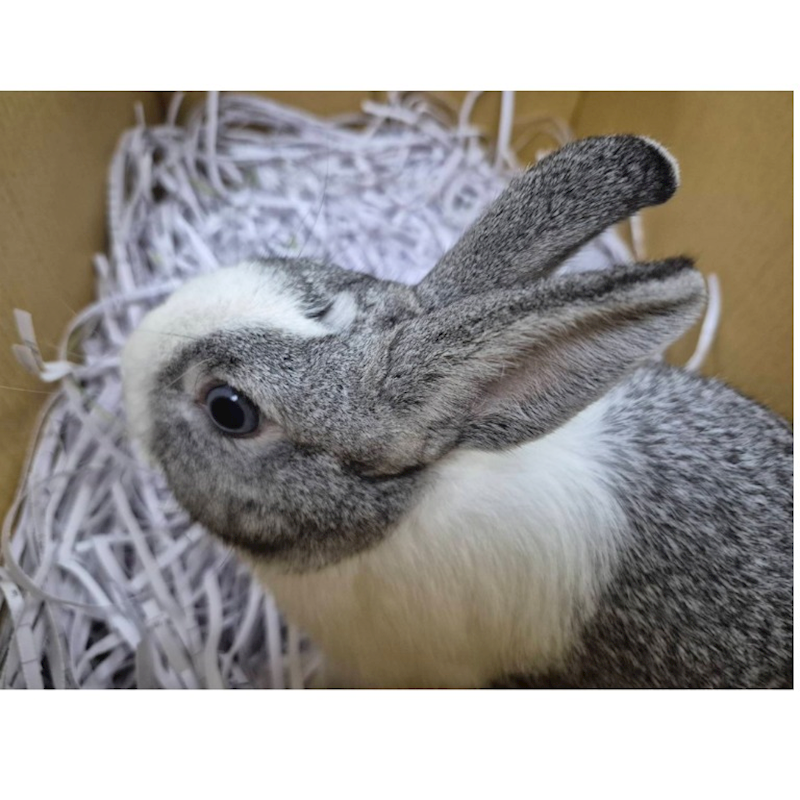 臺南市動物之家善化站,編號:456751, 道奇兔
