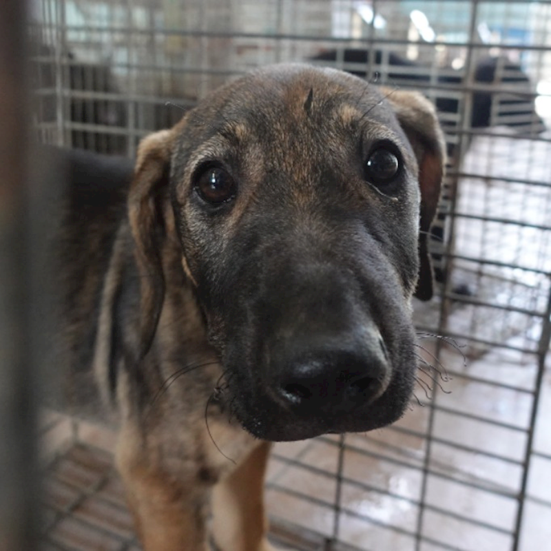 臺南市動物之家灣裡站,編號:452346, 混種犬          