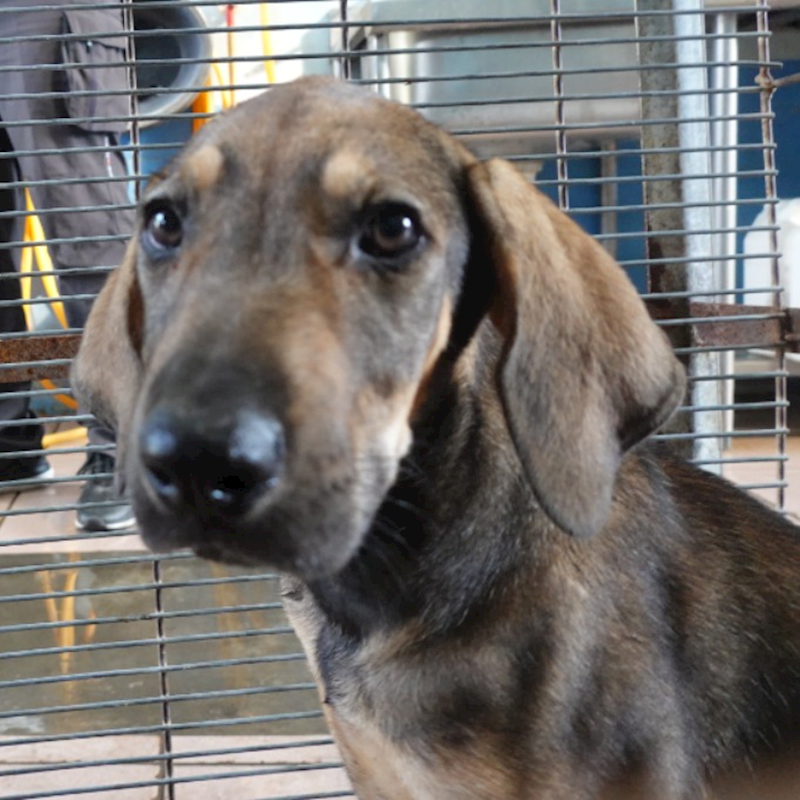 臺南市動物之家灣裡站,編號:452347, 混種犬          