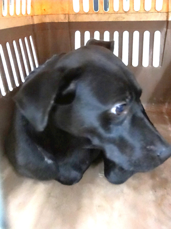 宜蘭縣流浪動物中途之家,編號:456839, 混種犬          